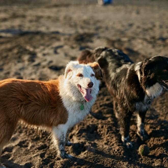 dogs-running-near-waving-sea.jpg